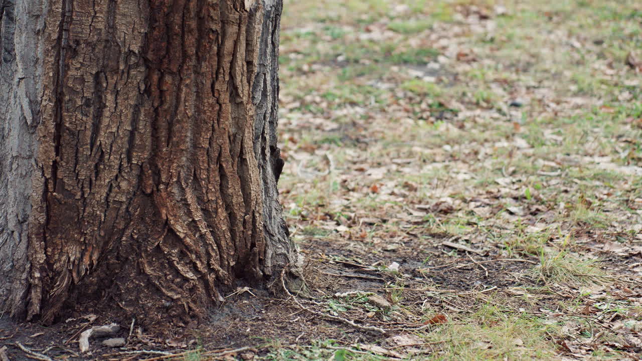 Tiny bird rests at base of tall tree with rough textured bark, surrounded by fallen leaves and dry grass in quiet park setting captured from low ground perspective during daytime in calm weather