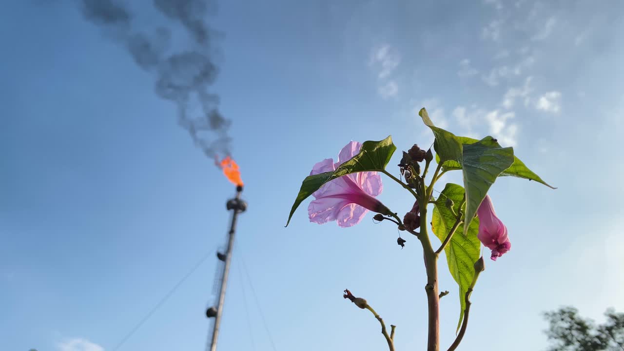 자연 산업 개념, 배경에 가스 플레어가 있는 꽃 가까이