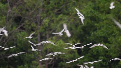 terns are seabirds that can be found all throughout the world at sea, rivers, and other wider bodies of water