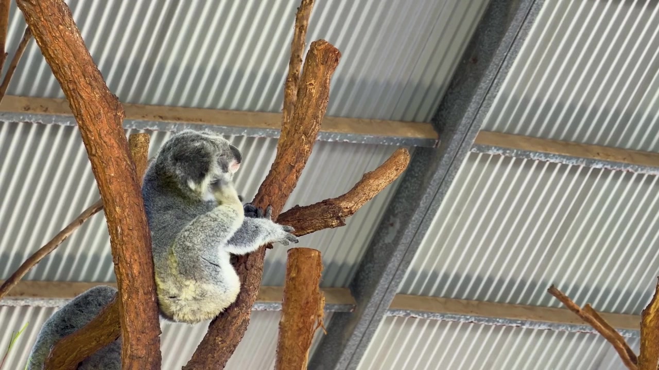 Um coala está sentado em um galho de madeira sob um telhado ondulado em Sancrox, Austrália.