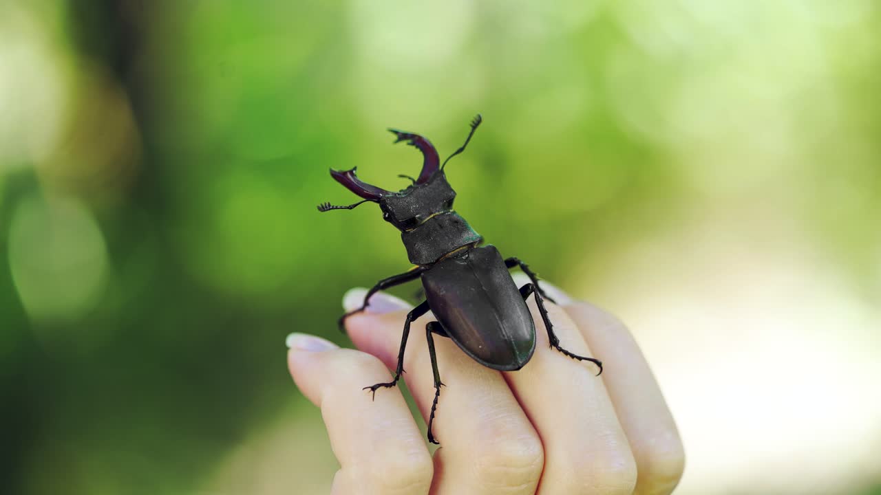 Stag beetle in hand. Lucanus cervus. Fighting beetles