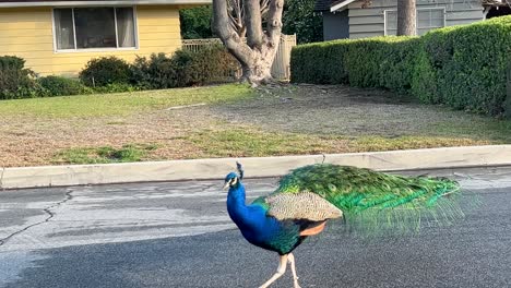 Bright-Colorful-Male-Peacock-Struts-On-Surburban-Neighborhood-Street-Outside-Homes