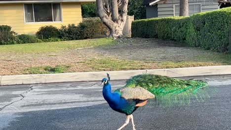 puntales de pavo real macho de colores brillantes en la calle del barrio suburbano fuera de las casas