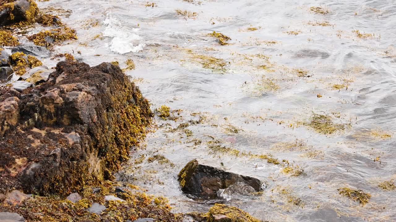 Onde che si infrangono su rocce coperte di alghe