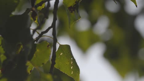 primer plano de hojas verdes con algunas manchas marrones, que indican signos tempranos de descomposición, contra un fondo borroso