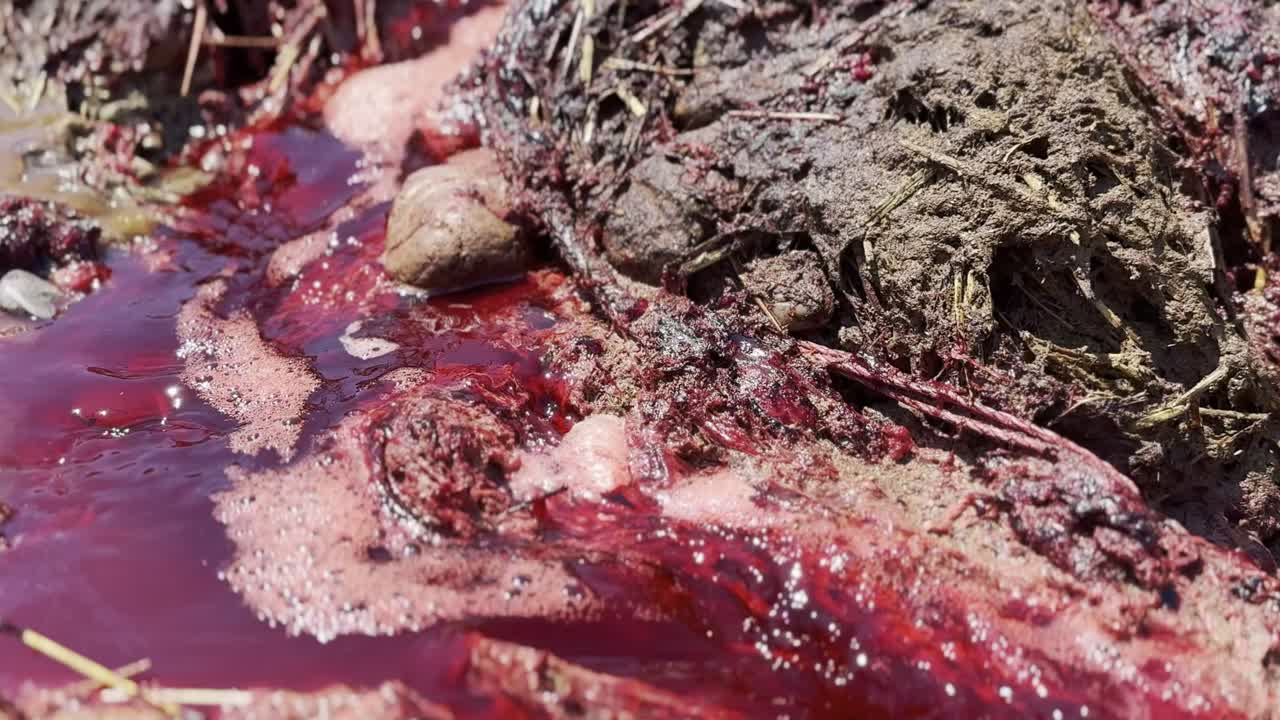 sangre agua roja se mezcla con burbujas que fluyen rápidamente entre el barro y los trozos de hierba