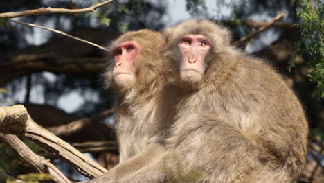 Wild-Japanese-macaques-sitting-and-resting-on-tree-branch-while-looking-around-their-surroundings-for-threats-on-a-sunny-day,-close-up