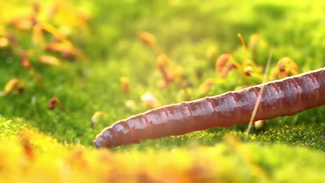 an earthworm is a terrestrial invertebrate that belongs to the class clitellata, order oligochaeta, phylum annelida. they exhibit a tube-within-a-tube body plan.