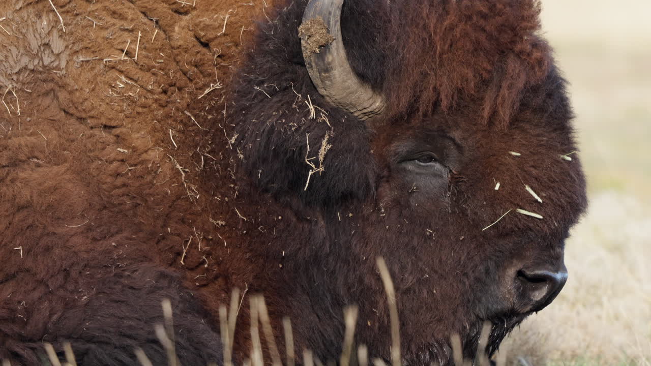 Closeup Of Wood Bison Head And Face On A Windy Day In Yukon, Canada.