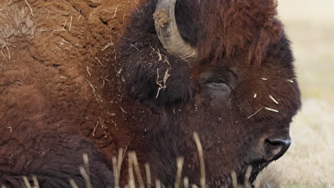 closeup of wood bison head and face on a windy day in yukon, canada.