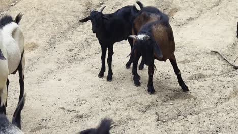 goats in a pasture