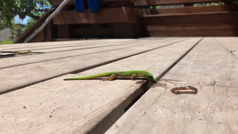 lagarto sobre tabla de madera lamiendo imperturbable