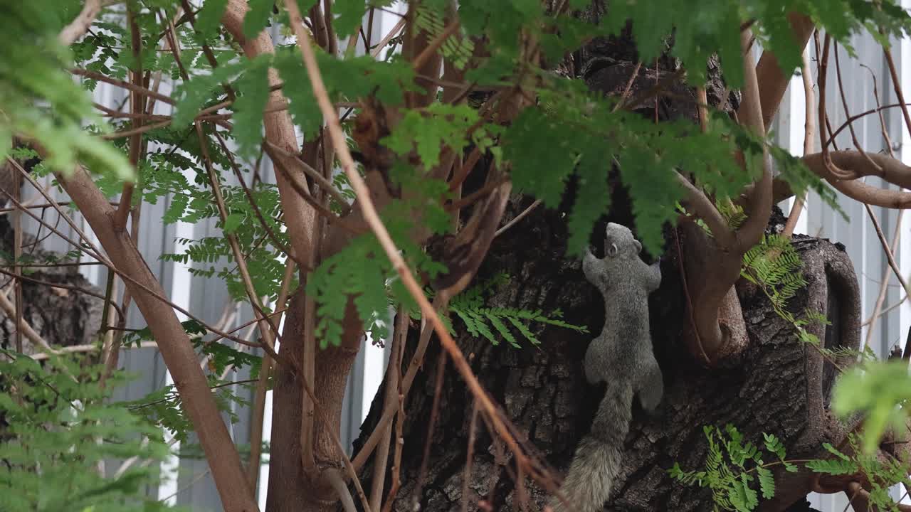 la ardilla se sube y explora las ramas de los árboles