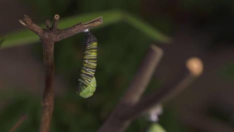 Observe-Cómo-Una-Oruga-Se-Prepara-Meticulosamente-Para-Convertirse-En-Capullo,-Un-Momento-Crucial-En-Su-Transformación.