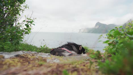 perro durmiendo en el suelo en una isla