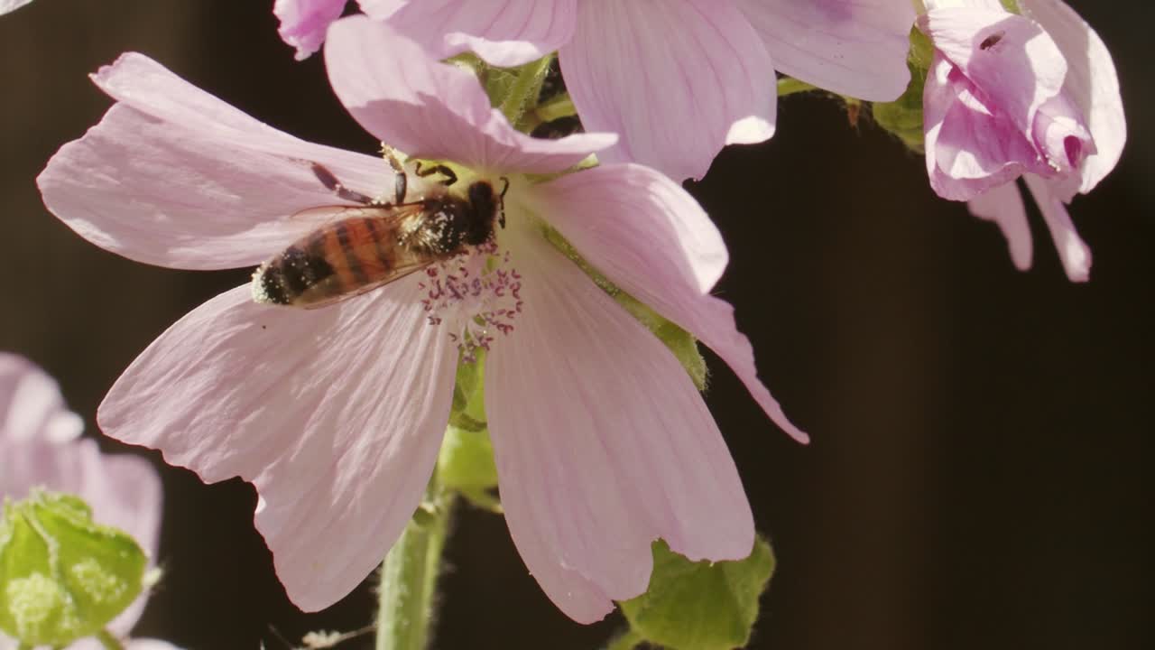primer plano de una abeja melífera recogiendo néctar de una flor rosa claro
