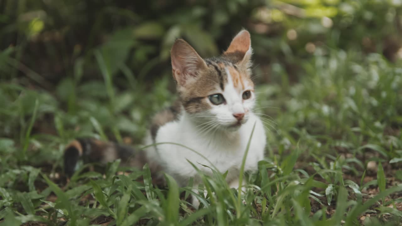 Mini cat potrait on grass slow motion