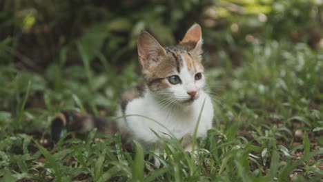 mini cat potrait on grass slow motion