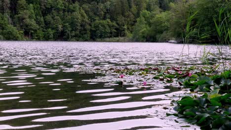 lake montiggl - monticolo, eppan - appiano, south tyrol, italy, water lilies, reeds