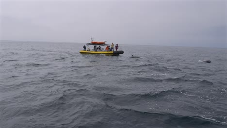 grupo de personas en un zodiaco viendo una manada de delfines