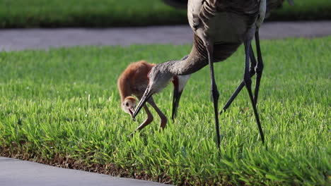 madre sandhill crane alimentando alimentos para bebés