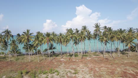 tiro de drones de palmeras a lo largo de la playa con fondo oceánico en áfrica