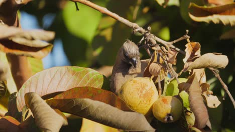 Wild-mousebird-pecking-at-a-guava-fruit-in-a-tropical-forest,-South-Africa