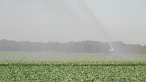 180 fps - large sprinkler creating rainscreen over crops - medium close shot