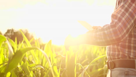 Un-Agricultor-En-Su-Maizal-Examina-Sus-Cultivos-Con-Una-Tableta-Digital-Al-Atardecer