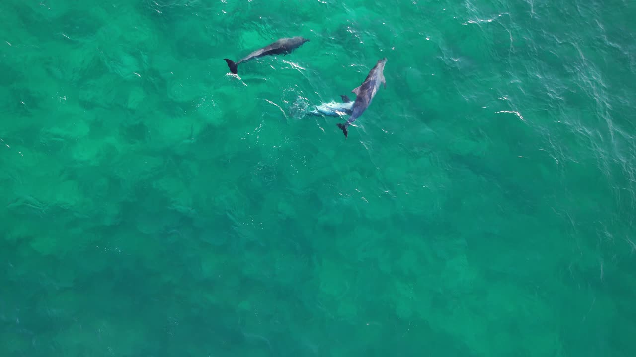 Playful Bottlenose Dolphins In The Ocean In New South Wales, Australia - Drone Shot