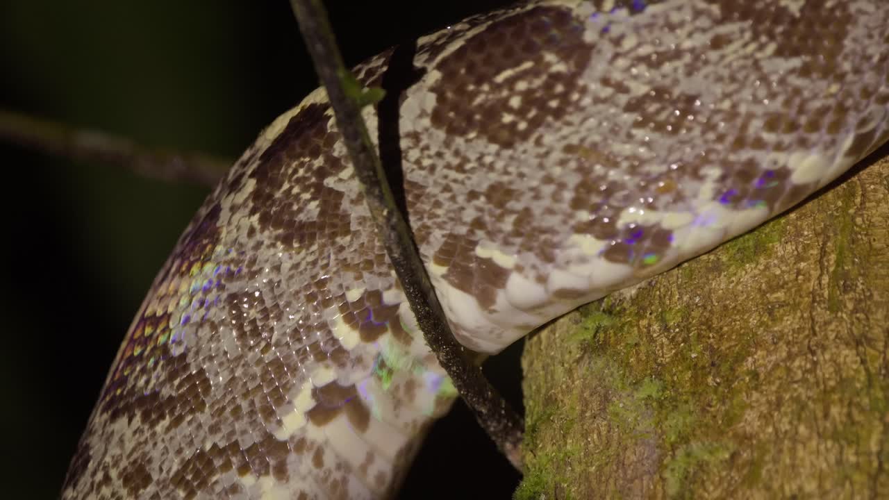 Extreme close view of the Amazon tree boa moving through the tree ,snake
