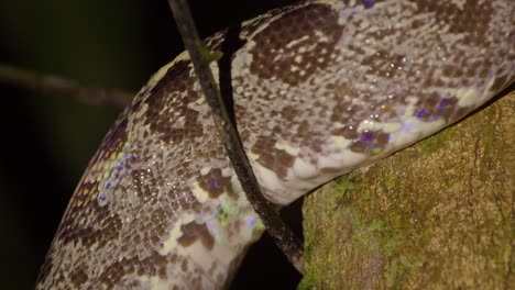 Extreme-close-view-of-the-Amazon-tree-boa-moving-through-the-tree-,snake