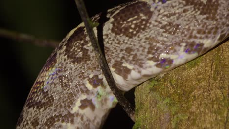 vista extrema de la boa del árbol amazónico moviéndose a través del árbol, serpiente