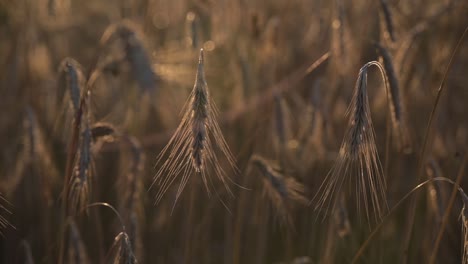 yellow-spikes-sway-in-wind