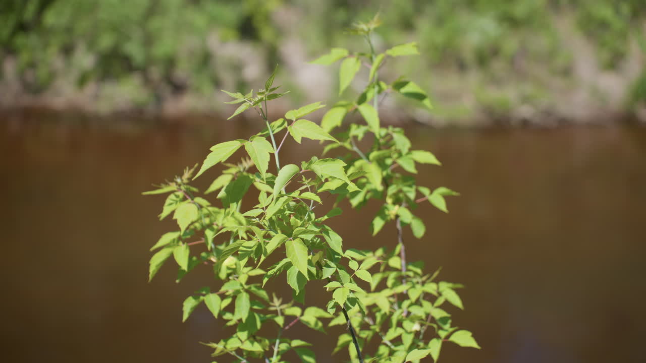 dazzling green leaves shimmering at river bank over brown water backdrop under bright sun rays captured in sharp focus with gentle ripples near lush vegetation hinting at serene woodland scene