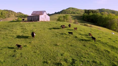 aerial-slow-push-over-cattle-and-calves-into-old-barn-atop-hill-in-bethel-nc,-north-carolina-near-boone-and-blowing-rock-north-carolina
