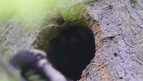 grandes pájaros carpinteros que proporcionan comida a través del agujero del nido en el árbol