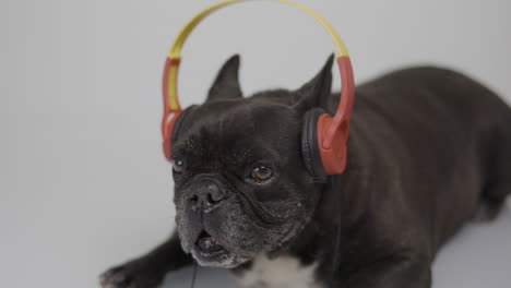 dj french bulldog with headphones and turntables