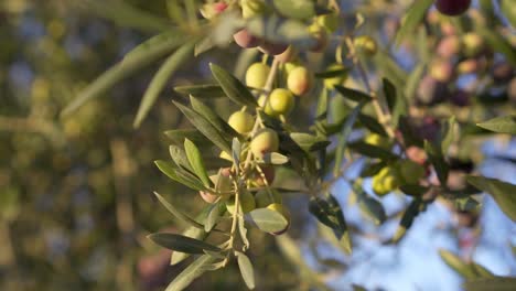 Detail-plan-of-arbequina-olives-in-Spanish-olive-tree