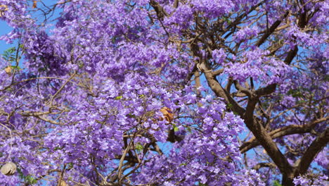 Flores-Moradas-Del-árbol-De-Jacaranda-Floreciendo-En-El-Viento-En-Cámara-Lenta