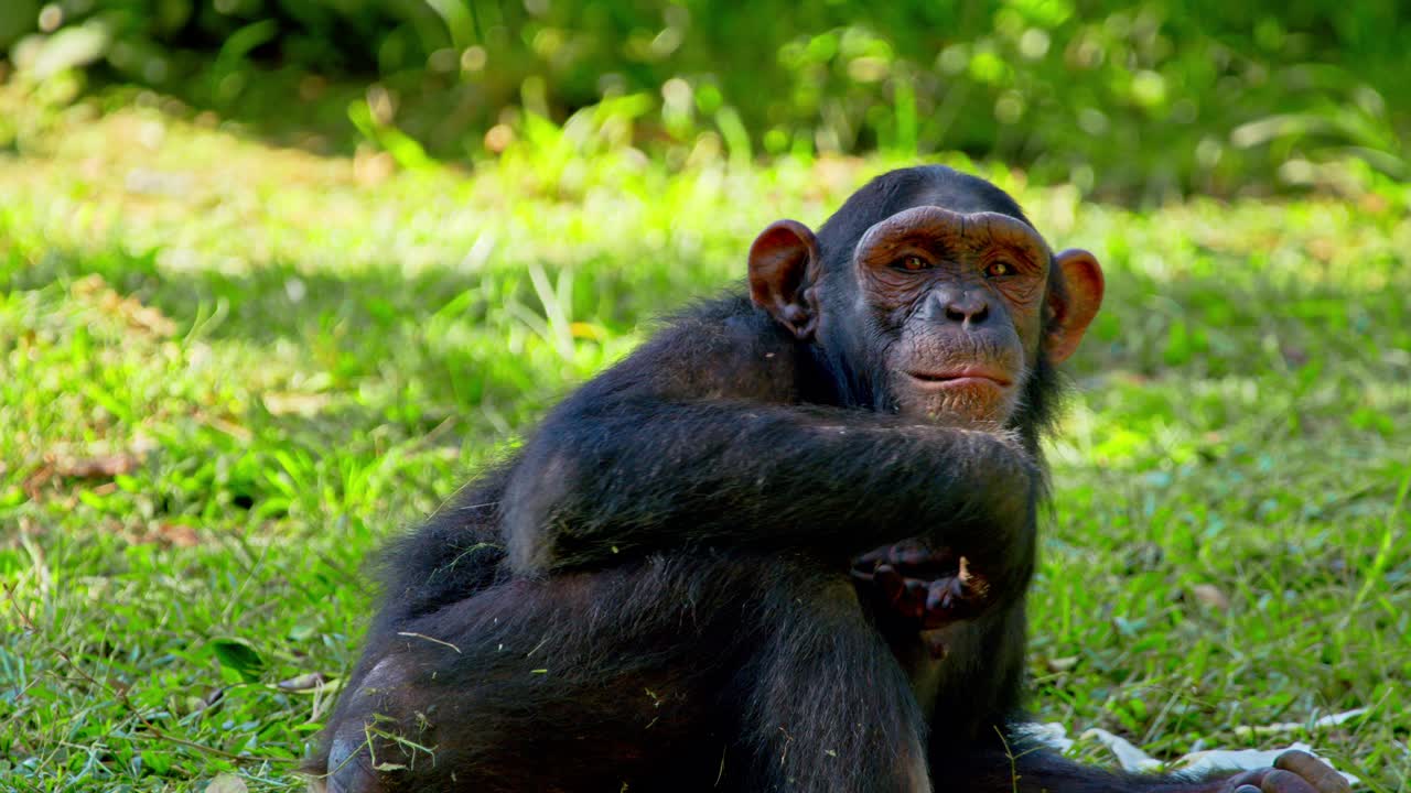 un chimpancé africano solitario descansando en el parque de hierba de uganda, áfrica.