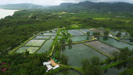 coastal shrimp and crawfish farm ponds in khao lak thailand, aerial wide