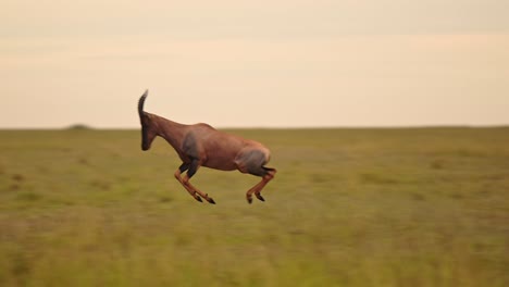 topi running away, jumping and leaping, african safari wildlife animal in savanna landscape, happy positive excited animals giving concept of hope for conservation, maasai mara, kenya, africa