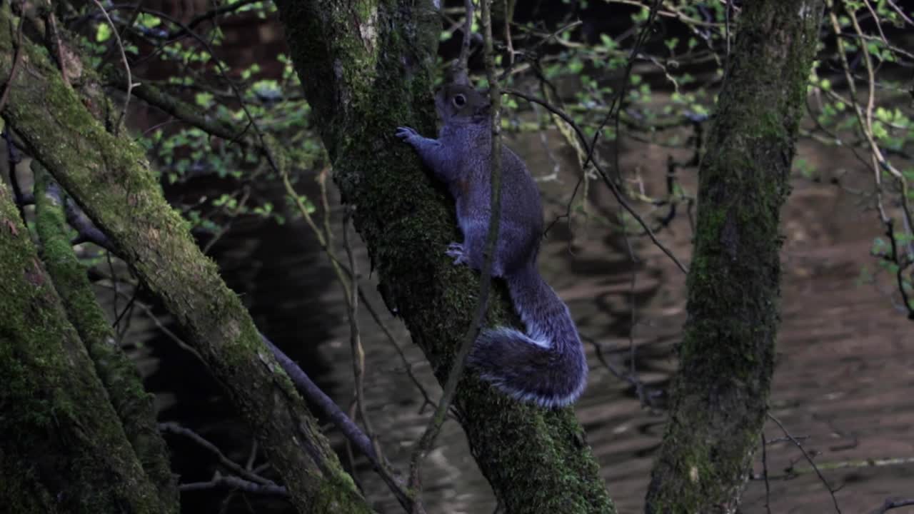Scoiattolo britannico che si arrampica su un albero sopra un fiume.