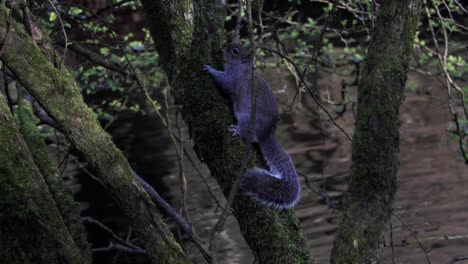 british squirrel climbing up a tree above a river-2