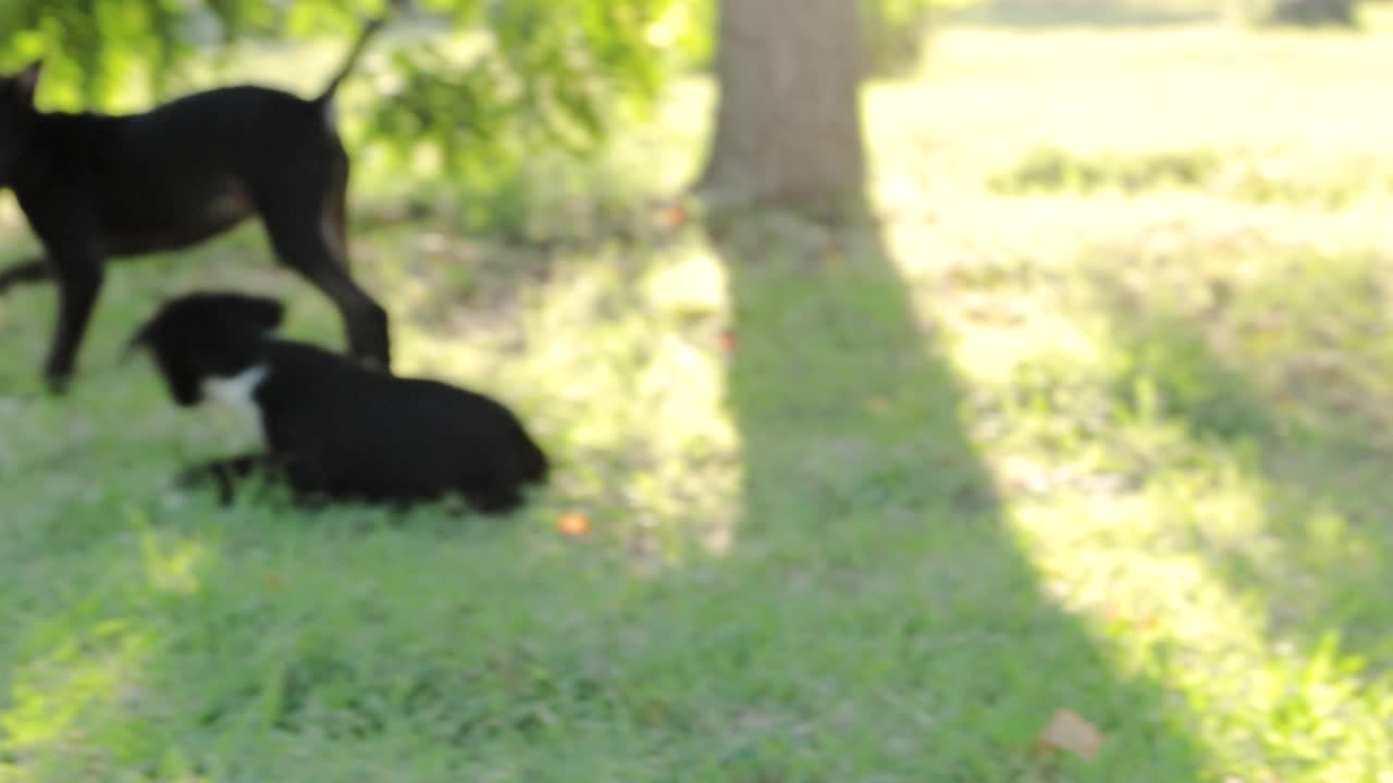 Pup Lying On Green Grass Nipped By Another Pup - Puppies Nip At Each Other And Playing In The Park. - tracking handheld