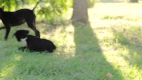 pup lying on green grass nipped by another pup - puppies nip at each other and playing in the park. - tracking handheld