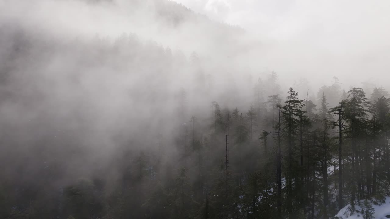 산과 함께 숲 속의 구름