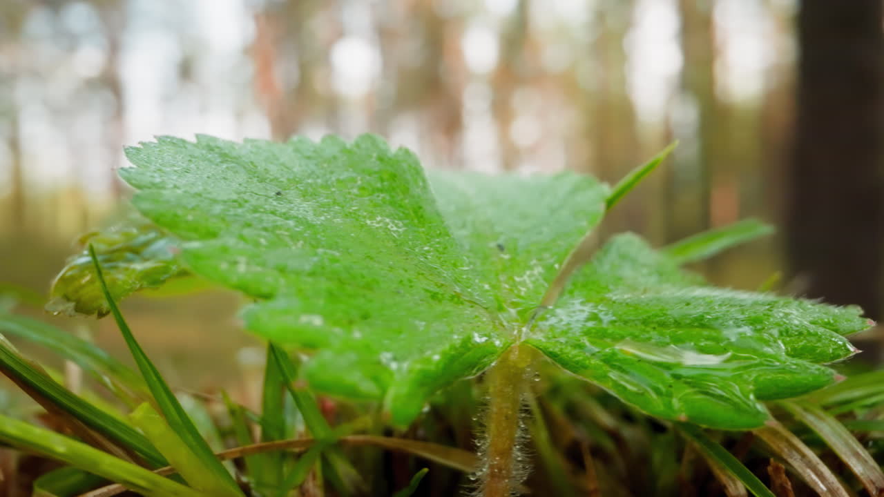arbusto de fresa silvestre en el borde del bosque cerca de hojas de hierba