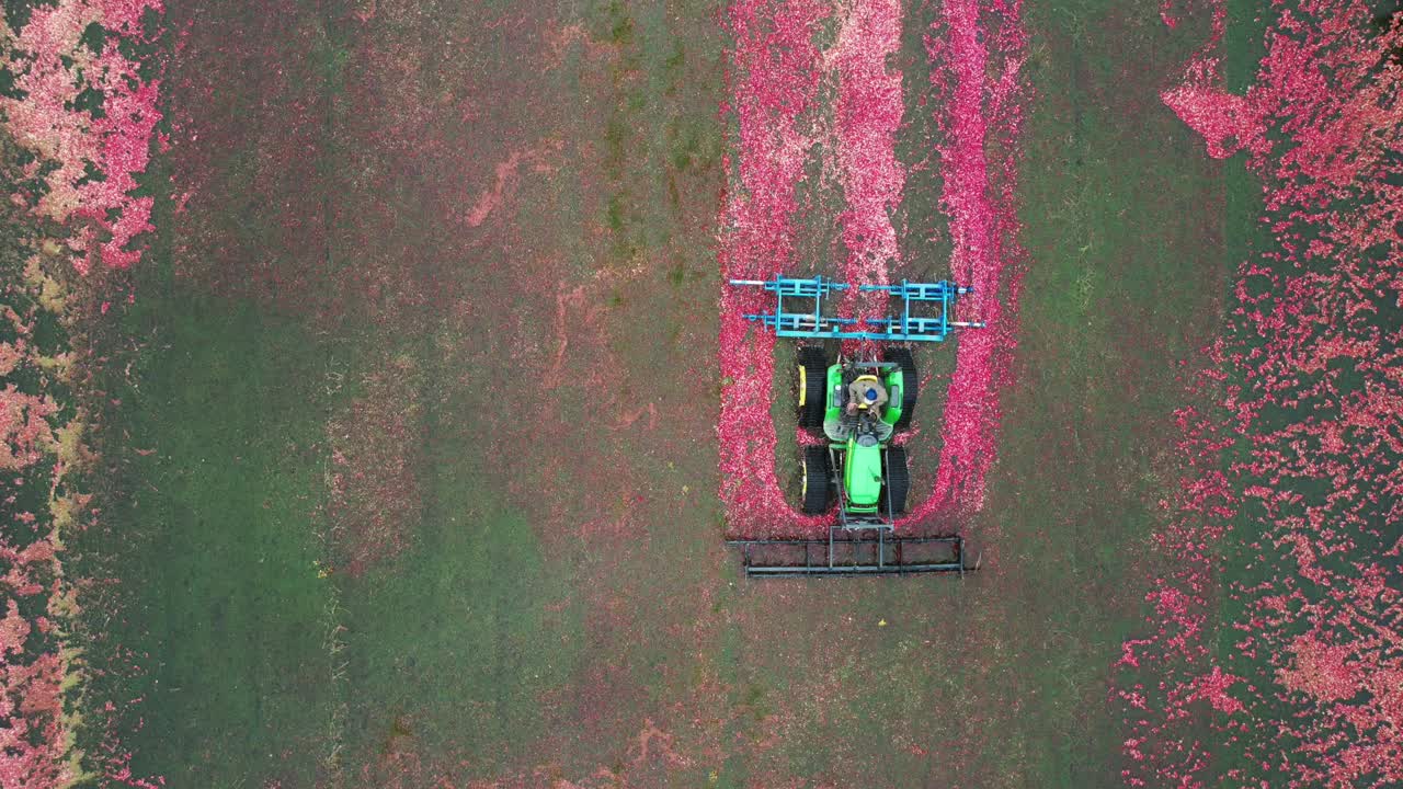 A harrow tractor slowly works its way through a cranberry bog gently knocking cranberries off their vine allowing their buoyancy to float them to the water's surface